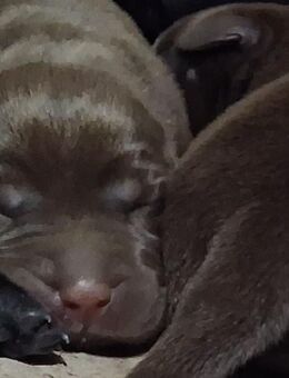 Wunderschöne Labrador Retriever Welpen - Möckmühl