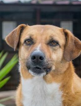 PITUCHA sucht ein Plätzchen für immer - Sulzfeld (Baden-Württemberg)