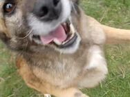 Mia, a.d.Tierschutz, sucht Happy-Home - Boxberg (Oberlausitz)