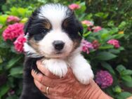 Entzückende Australian Shepherd-Welpen zur Vermittlung - Much