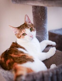 Lilly aus dem Tierschutz - Grevenbroich