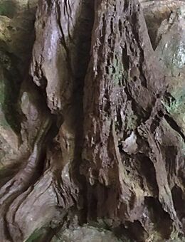 Terrarien 3D Rückwand für 80er Becken! - Essen