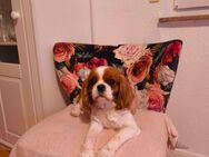 Cavalier King Charles Spaniel Hündin, 5 Jahre mit Ahnentafel - Filderstadt