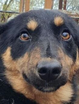 ADRIANA-zuckersüße Hündin, 49 cm - Rösrath