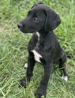 Mica - Welpenmädchen auf PS in NRW - Berlin