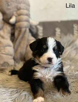 Reinrassige Berner Sennenhund - Hinte