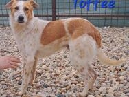 Toffee sucht ein Zuhause - Egestorf