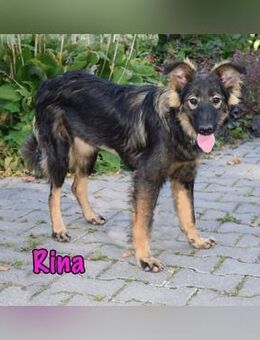 Rina verspielter kl. Welpe 01/25 RU - Ruppertsecken