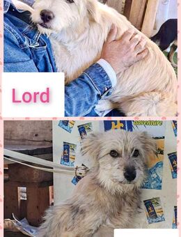 2 Brüder in Not 7 Monate - Düsseldorf