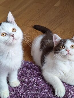 BKH Kitten Kater Schoko und schwarz - Osterode (Harz)