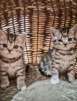 Noch 2 BKH-Kitten im Whiskas-Look (Black-Silver-Tabby-Spotted) abzugeben - Dresden