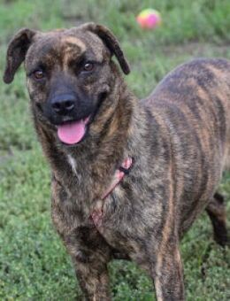 Lulu - braucht Zeit um zu vertrauen - Lohmar