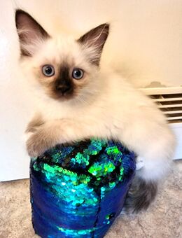Heillige Birma Reinrassing Kitten - Karlsruhe