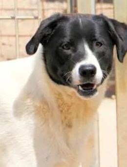 MOMO -dem Tod von der Schippe gesprungen - Regensburg