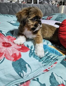 Shih-tzu Welpe - Offenbach (Main)