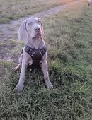Weimaraner kurze haare in 06556