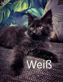 Maine Coon Kitten - Frohburg Eulatal