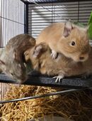 4 handzahme männliche unkastrierte Degus in 73262