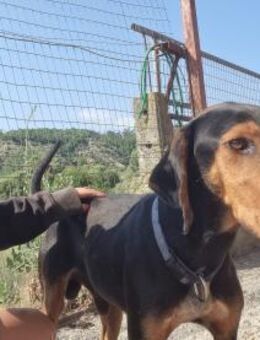 Carlo ein sanftes Herz - Eixen