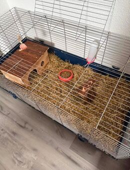 2 Zwerk Kanischen 1 bis 3 monat - Steinheim (Murr)