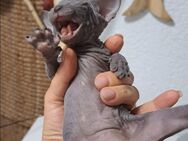 Ich bin Sphynx Cosimo und suche meine Mama , ich habe STAMMBAUM - Ludwigshafen (Rhein)