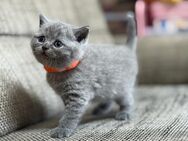 Zuckersüße BKH-Kitten in blue suchen ein liebevolles Für-immer-Zuhause - Bünde