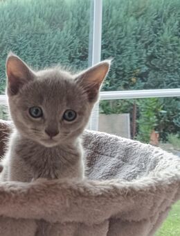 Kitten Russisch Blau - Minden (Nordrhein-Westfalen)