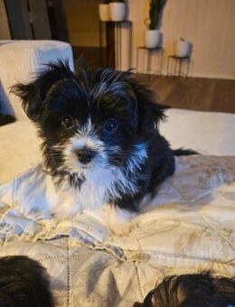 Ich bin Puppy - Heiden CH