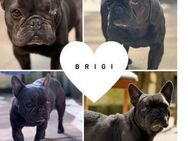 Brigi PP zarte Seele sucht Sicherheit - Neustadt (Rübenberge)