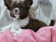 Chihuahua Welpen - Ingolstadt