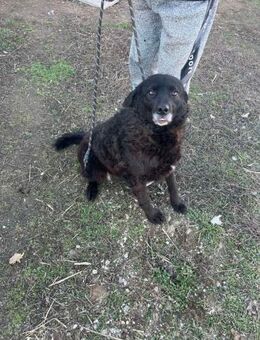Betty - im Shelter ergraut - Dreikirchen