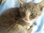 Jungkatzen ,Katzenkinder abzugeben - Wanderup