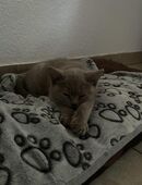 Wunderschöne reinrassige BKH Kitten abzugeben ❤️ in 28816