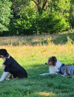 Australian shepherd - Dannenberg (Elbe)
