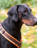 Tulio - Dobermann - 2 Jahre - Tierhilfe Franken e.V. in 91207