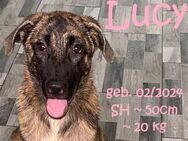 Lucy  einfach herzig - Rinteln