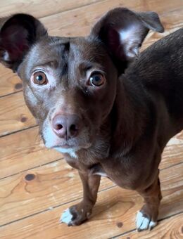 Liebe Mischlingshündin sucht Zuhause - Göttingen