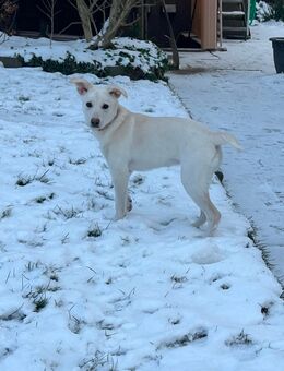 Mischling Welpe Golden Retriever - Halle (Westfalen)