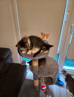 Kater und katzenbabys suchen ein neues Zuhause - Recklinghausen