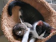 Kätzchen, Kitten, Kater in liebevolle Hände zu vergeben - Görwihl