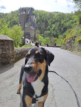 Goldie sucht ihr Zuhause für immer! - Winningen