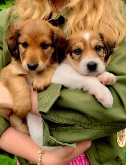 Jackshund Dackel Jack Russel Mix Welpe - Buxtehude Zentrum