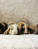 Minilops Zwergkaninchen Babys Widderchen in 81377