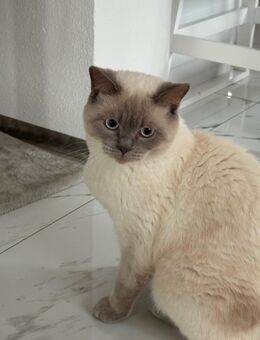 Bkh Blue Point Kater - Tettnang