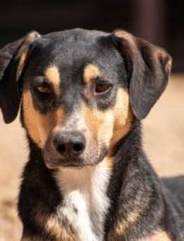 Lilia ruhige Hündin sucht ihr Zuhause - München