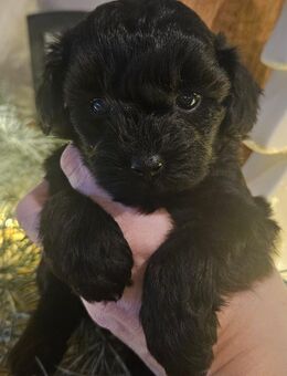 Maltipoo/ Toypudel-Welpen in liebevolle Hände abzugeben - Steinfurt