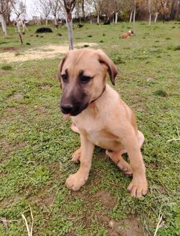 Lyki ist ein lieber, süßer Kerl - Berlin