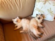 Neva Masquarade Kitten Katzenbabys Kätzchen Katze - Querfurt