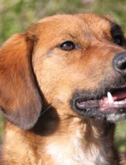 Dario möchte Tierheim verlassen - Schwabach