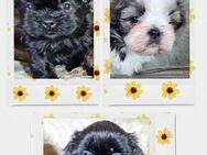 Zuckersüsse Shih Tzu Welpen - Ludwigsfelde